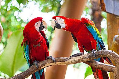 Steam喜加一：免费领取《战地1》步兵捆绑包